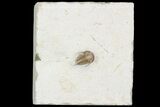 Scarce Cyphaspis Carrolli Trilobite - Oklahoma #104041-6